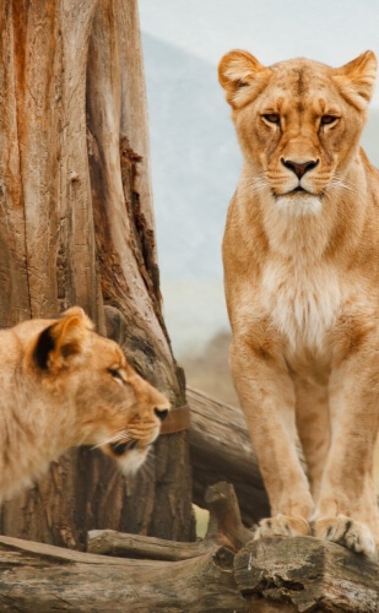 honeymoon package south africa