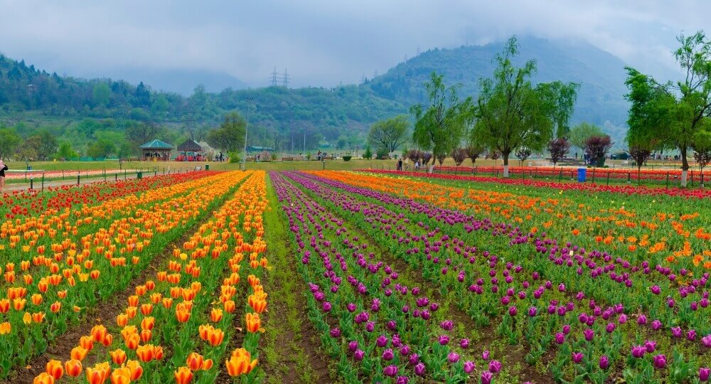 top jammu and kashmir tour package