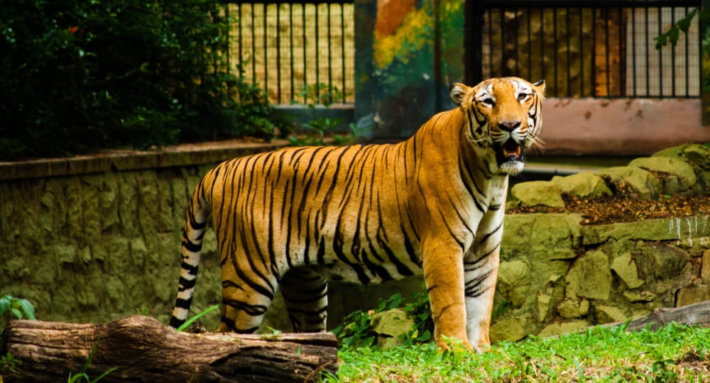 best mysore tour packages