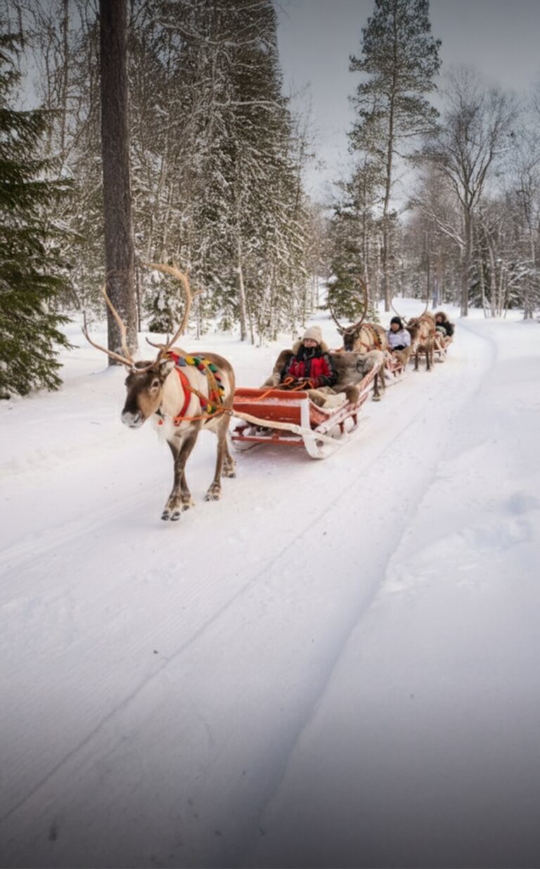 reindeer safari