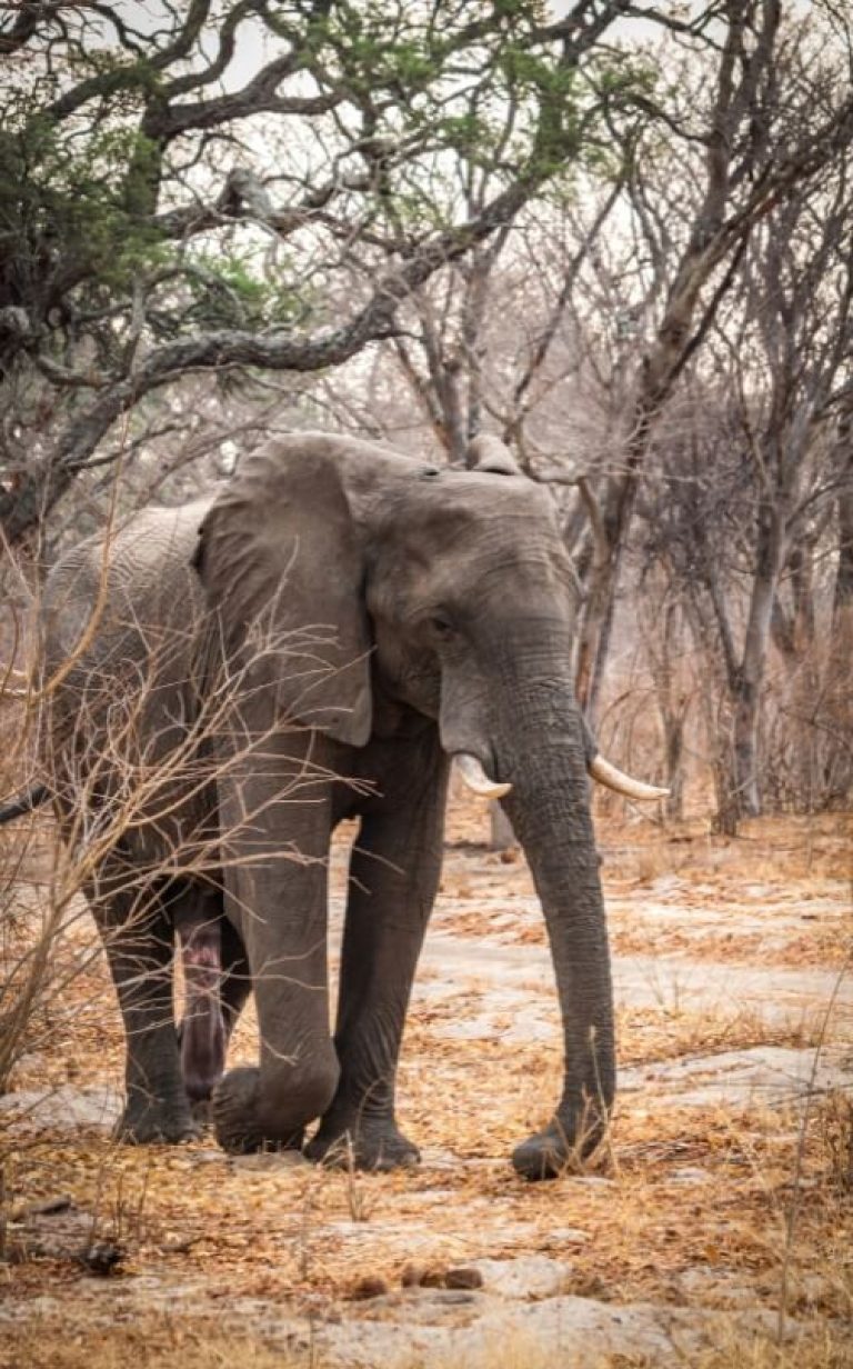 hwange national park