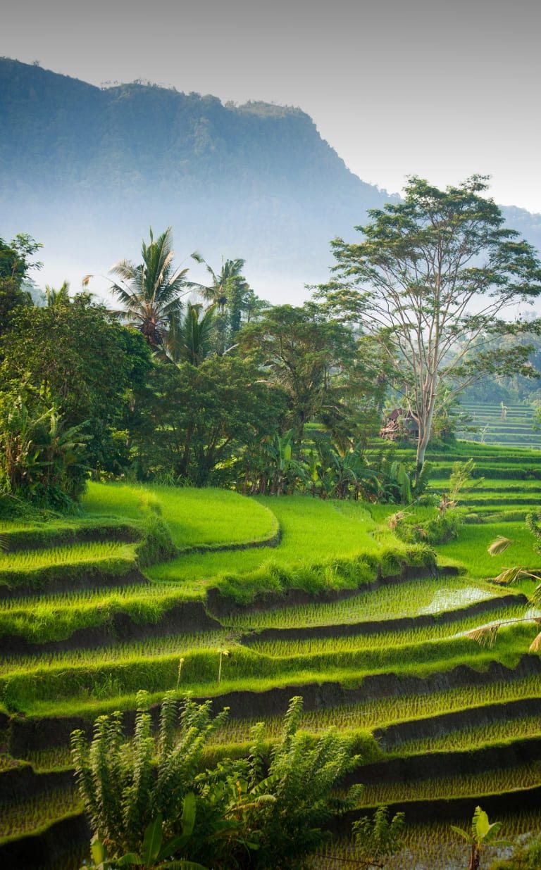 bali rice fields