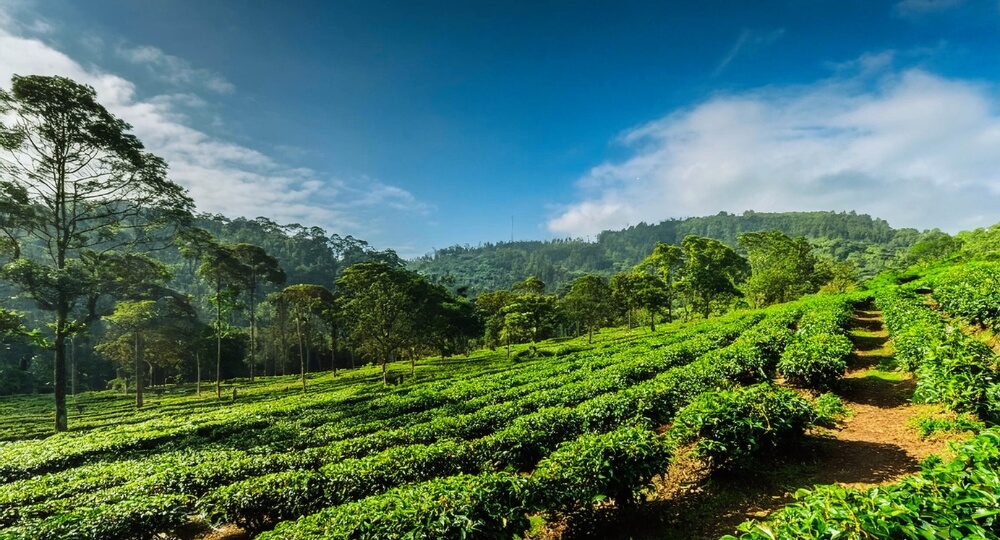 top coorg tour package