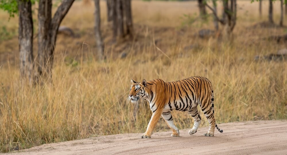 kanha wildlife sanctuary