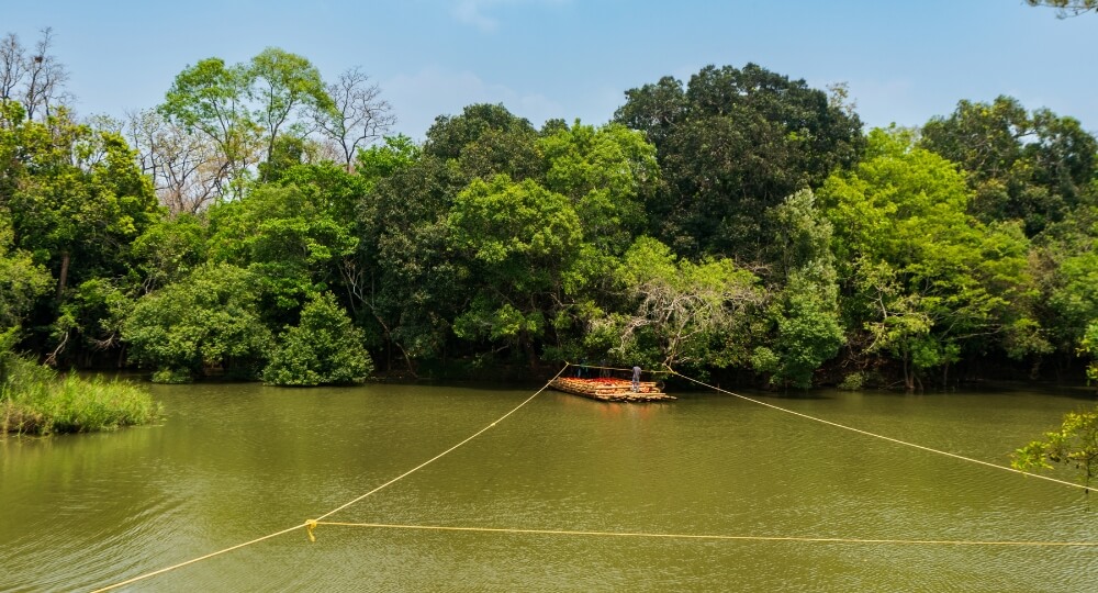 kuruva island bamboo forest