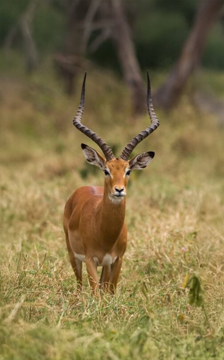 Nairobi National Park