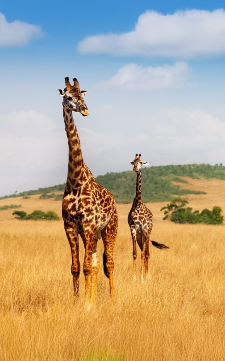 Maasai Mara National Reserve