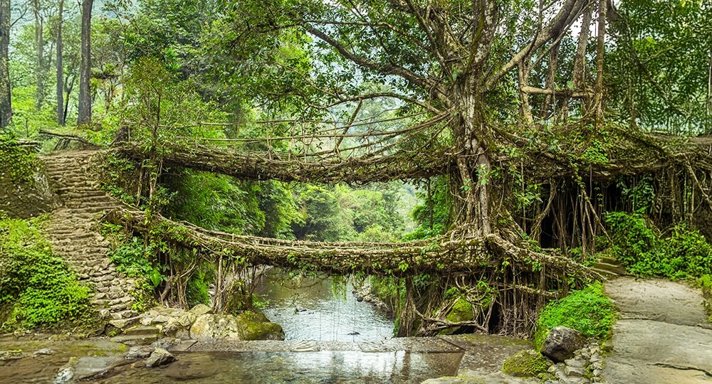 double decker root bridge
