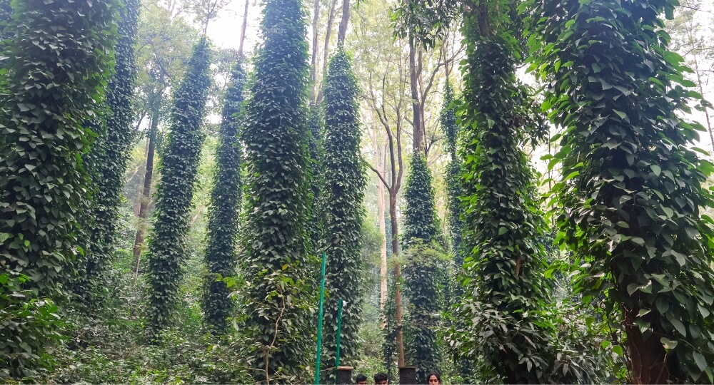 araku valley coffee plantation