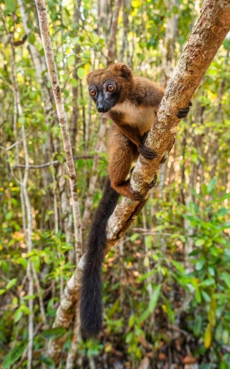 madagascar ranomafana national park