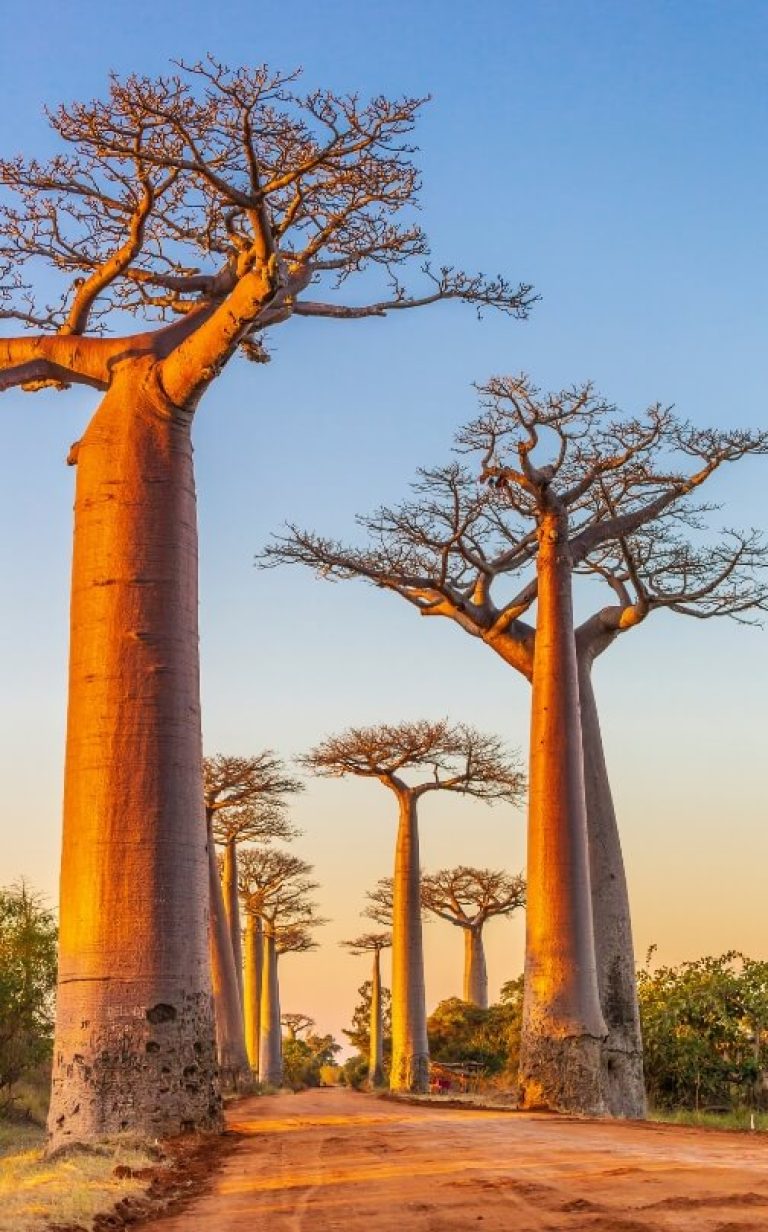 madagascar baobab avenue