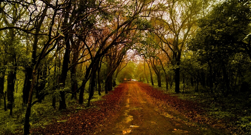 dhoopgarh forest pachmarhi