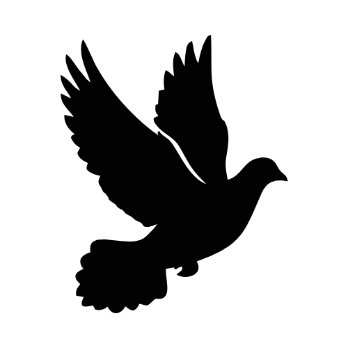 Collared Dove
