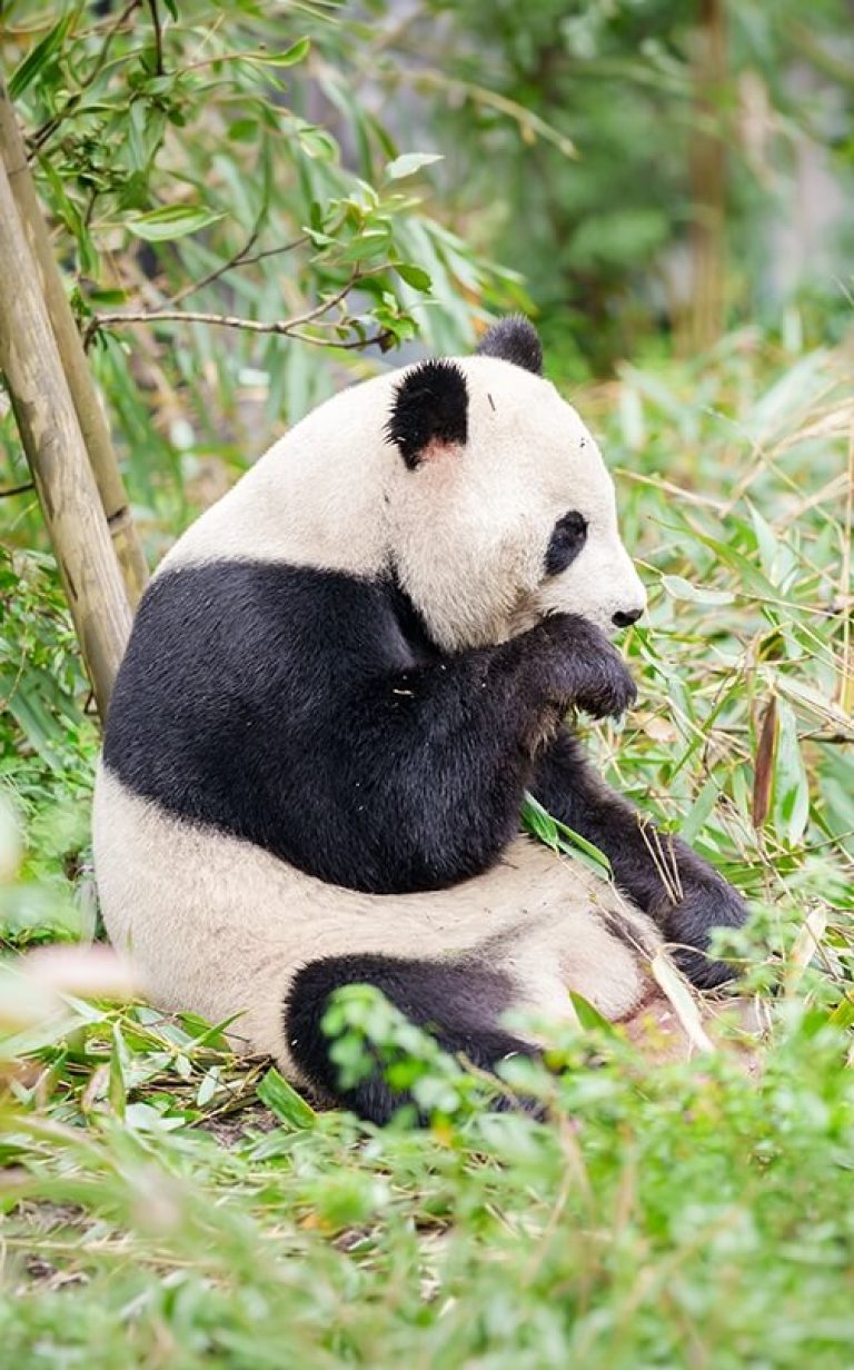 chengdu research base panda