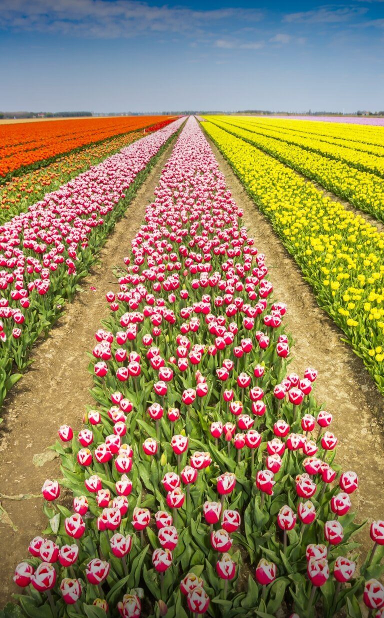 Tulip Festival