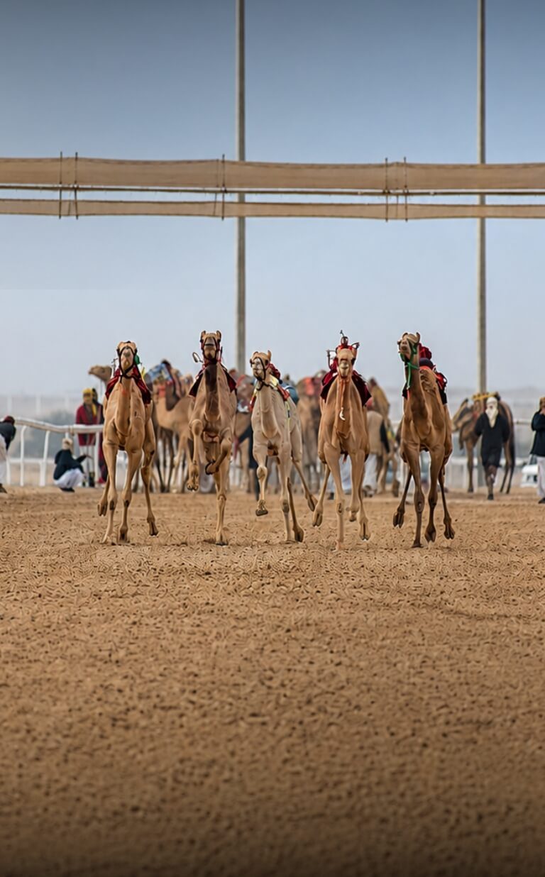 uae camel racing