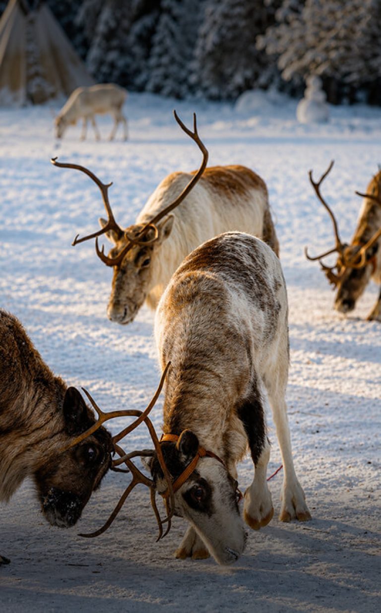 sami traditional culture finland