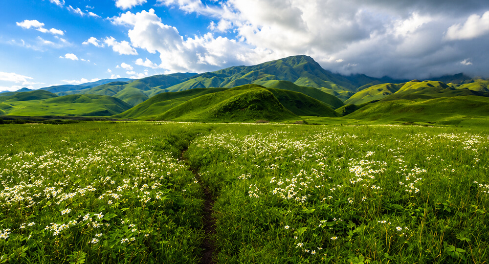 nagaland dzukou valley