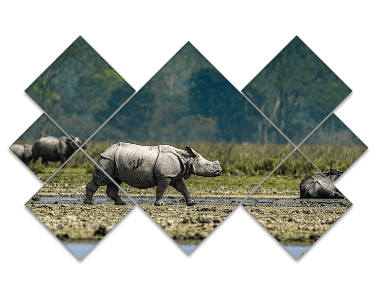 assam wildlife tourism
