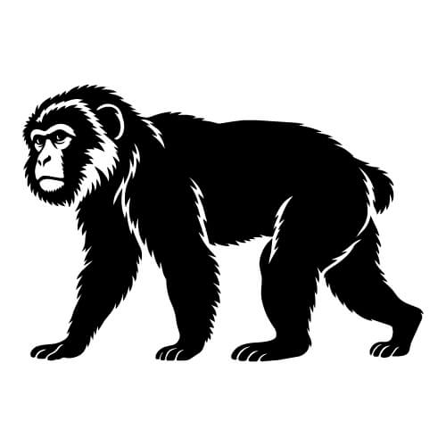 barbary macaque monkey