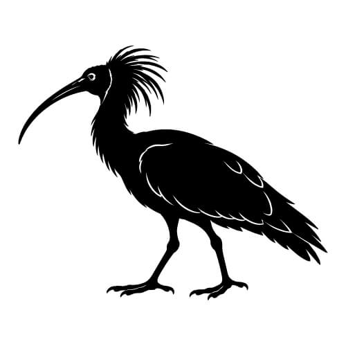northern bald ibis bird