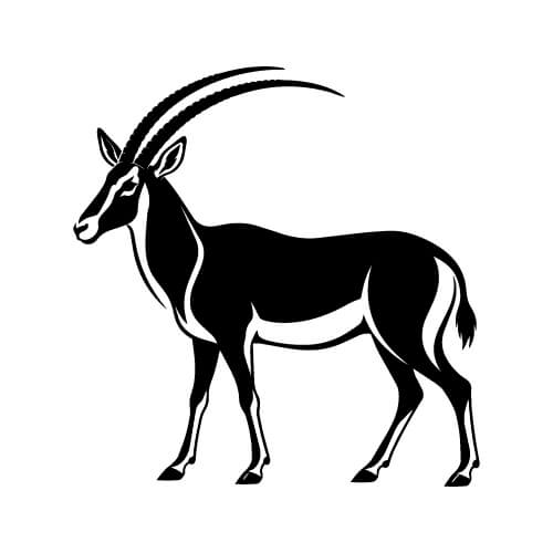 scimitar oryx antelope